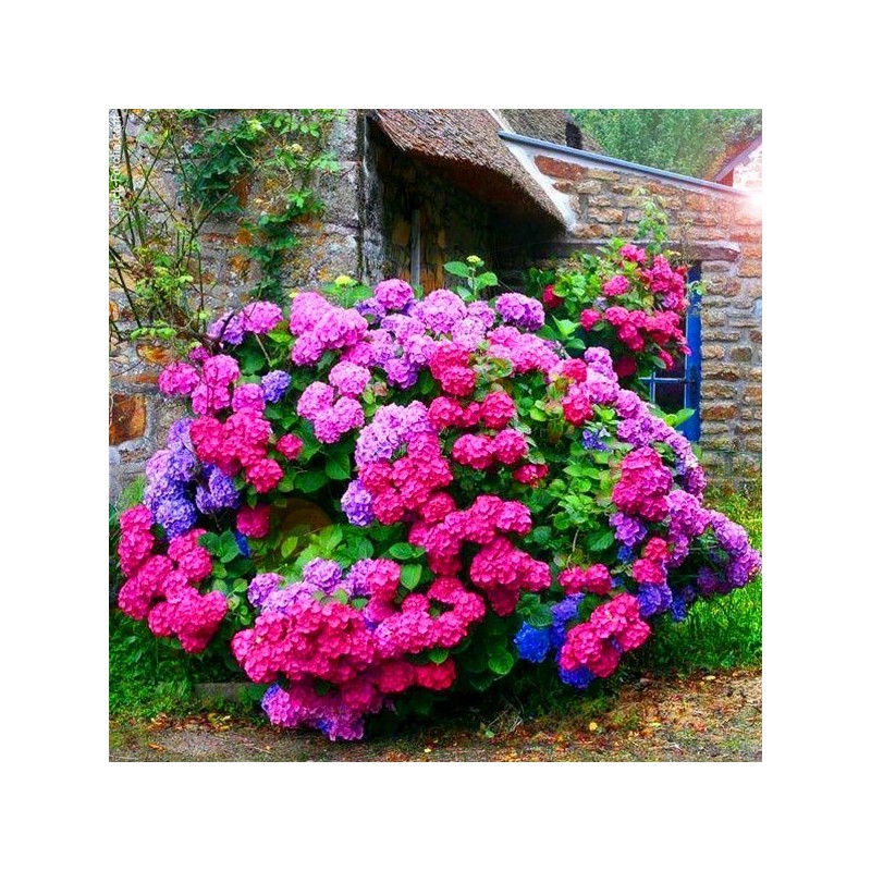 Hortensja masja sadzonka