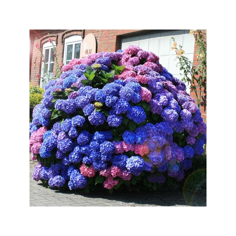 Hortensja ogrodowa wielokolorowa