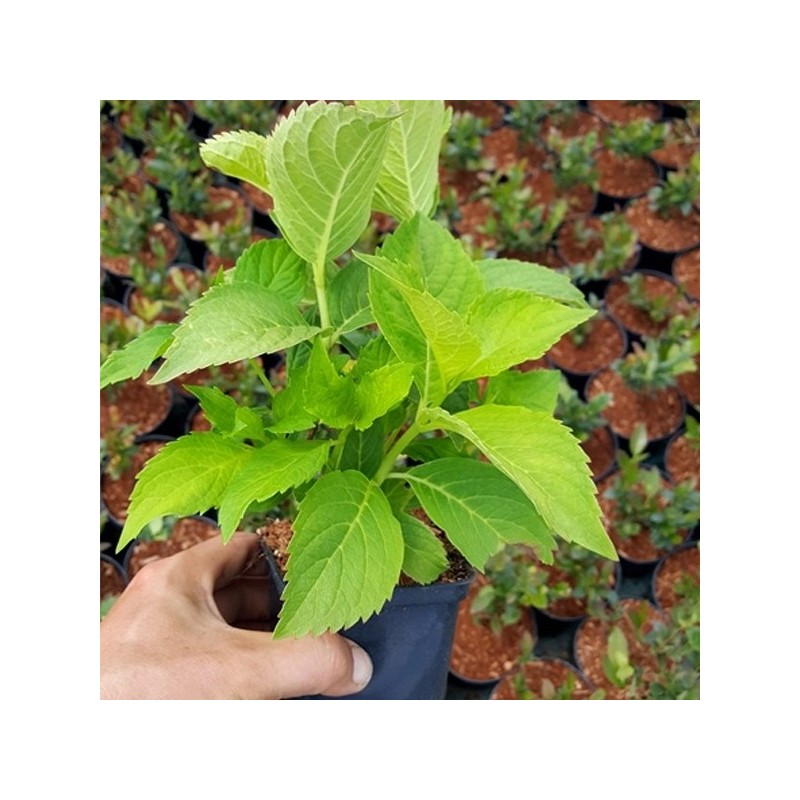 hortensje ogrodowa sadzonki