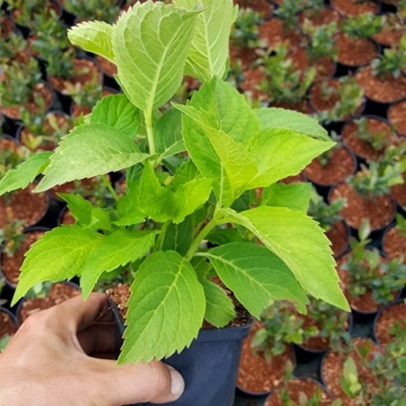 hortensje ogrodowa sadzonki