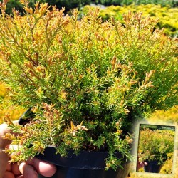 Żywotnik zachodni "Rheingold"