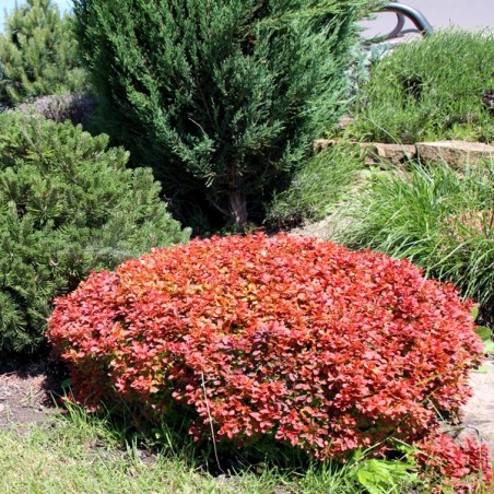 Berberys Thunberga Bagatelle