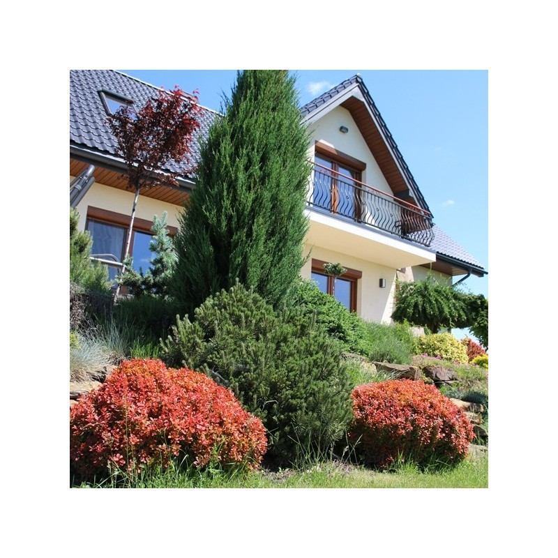 Berberys miniaturowy Bagatelle