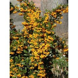 Ognik  "Soieil d'or"