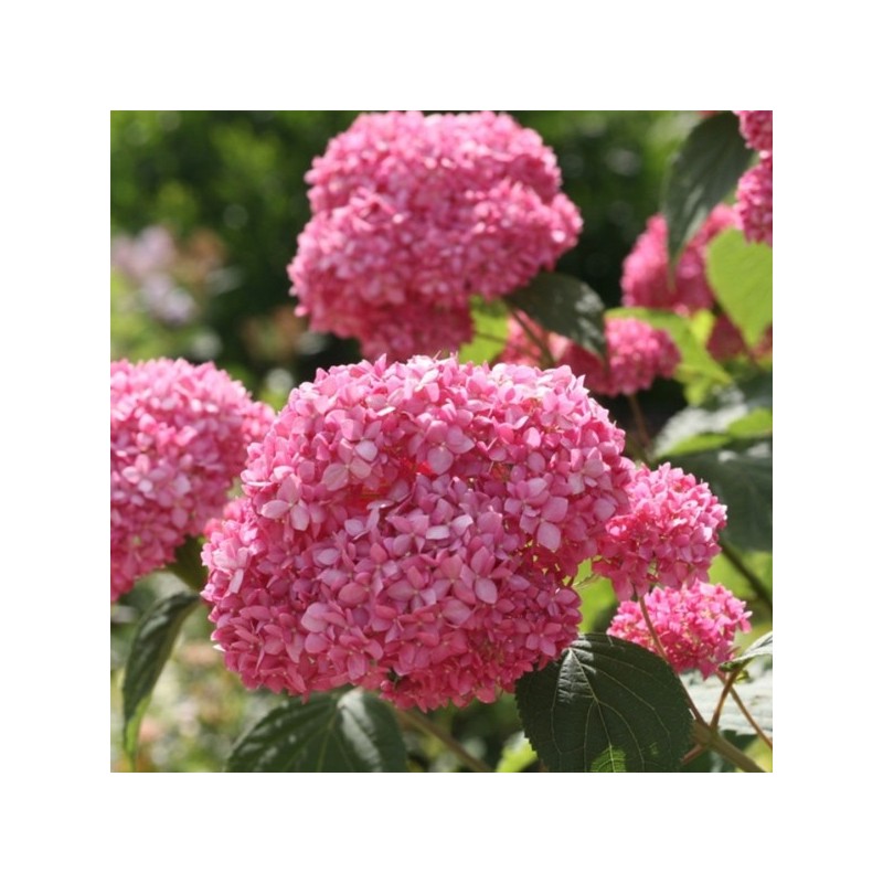 Hortensja pink annabelle sadzonka