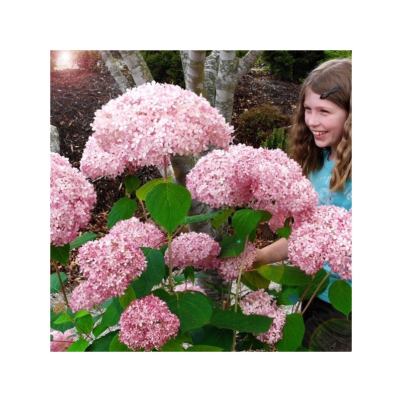 Sadzonki hortensji pink annabelle