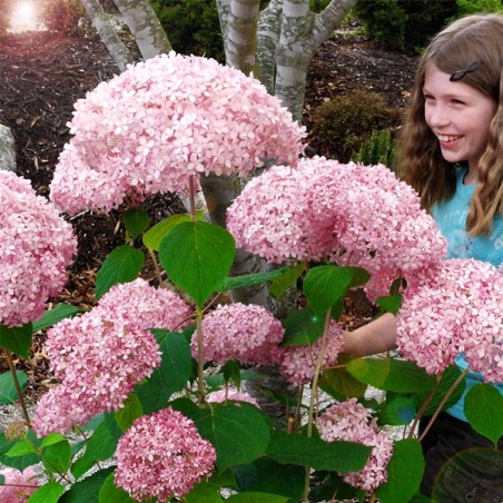 Sadzonki hortensji pink annabelle