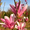 Magnolia Pośrednia 'SUSAN'