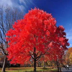Klon czerwony Rubrum