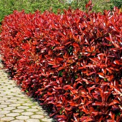 Głogownik Frasera 'Red Robin' (Photinia × fraseri)
