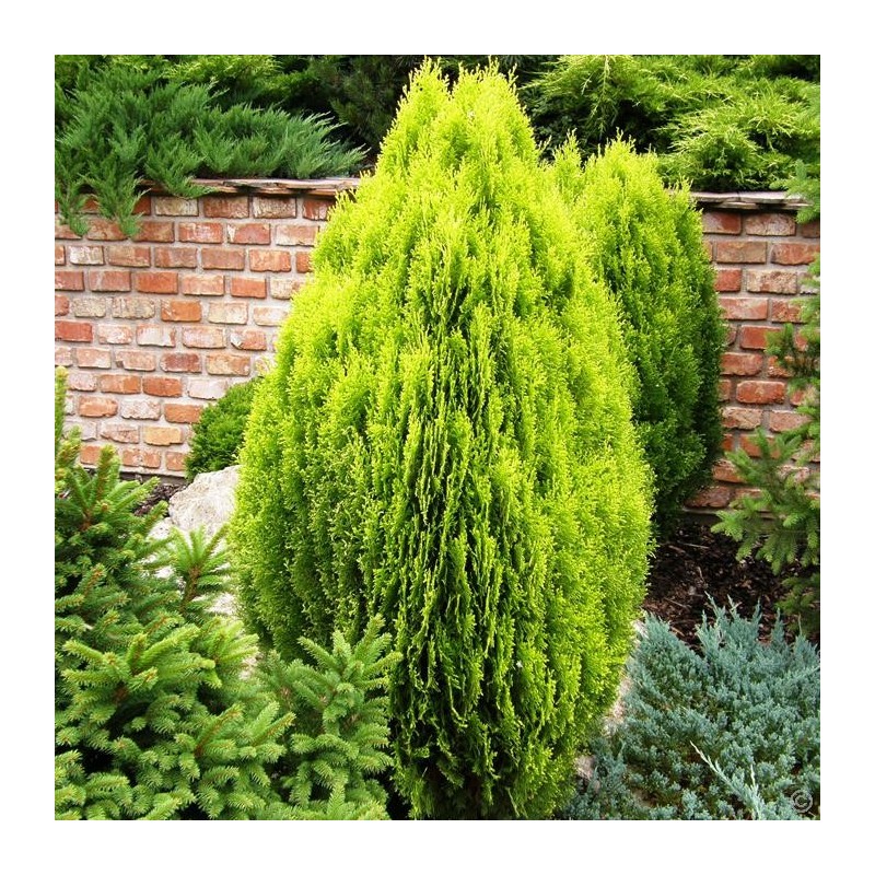 Tuja miniaturowa sadzonki