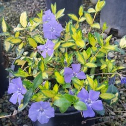 Barwinek Pospolity "Variegata"