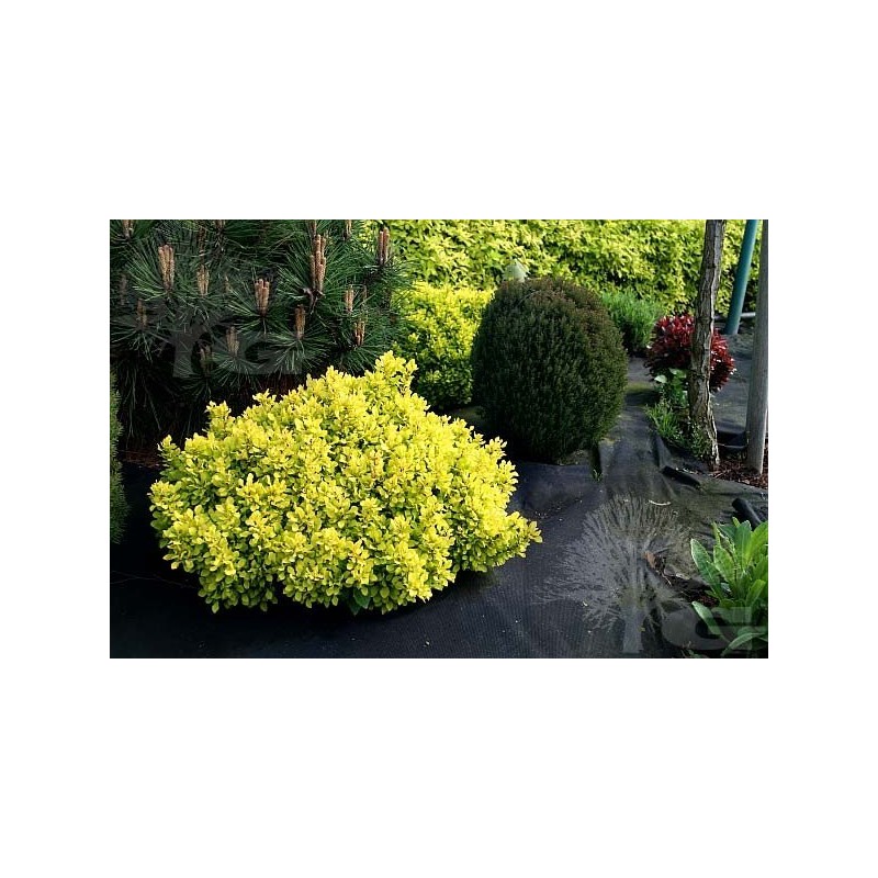 berberys żólty sklep