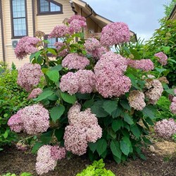 Hortensja krzewiasta CANDYBELLE 'BUBBLEGUM'