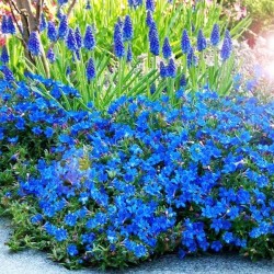 NAWROT ROZPIERZCHŁY GRACE WARD