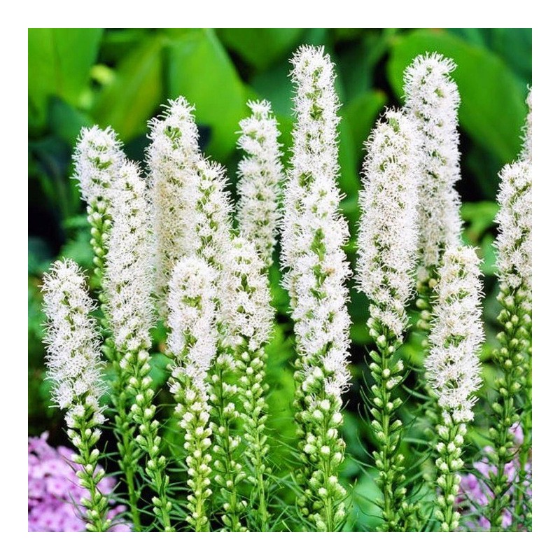 Liatra kłosowa biała