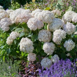 Hortensja krzewiasta Candybelle marschmallow