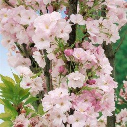 Wiśnia Piłkowana "Amanogawa"