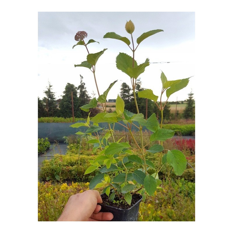 Hortensja pink annabelle cena