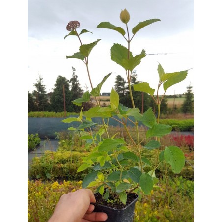 Hortensja pink annabelle cena