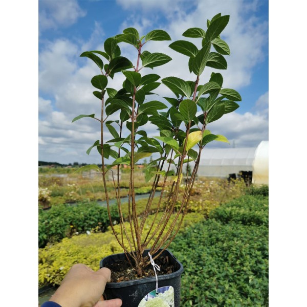 Hortensja bukietowa Bobo sadzonka