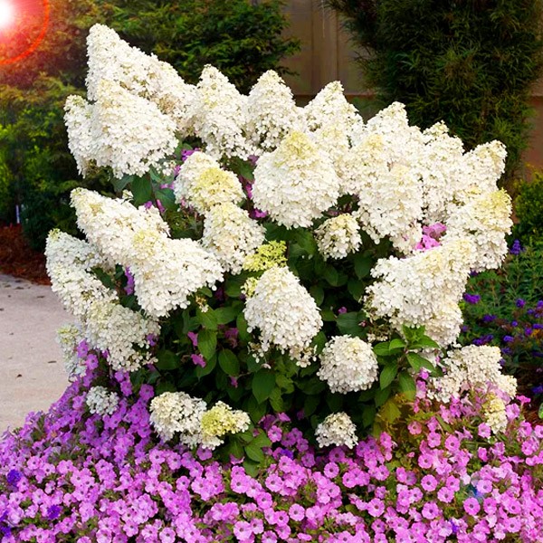 Hortensja bukietowa Bobo cena