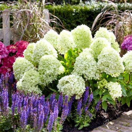 Hortensja bukietowa Bobo