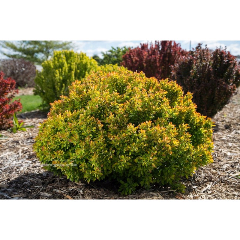 berberys goldalita miniaturowy