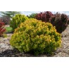 berberys goldalita miniaturowy