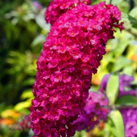 Budleja royal red sklep