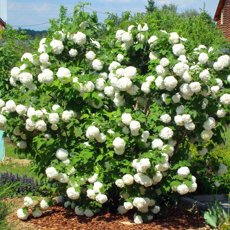 Kalina koralowa Opulus Roseum sadzonki sklep