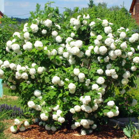 Kalina koralowa Opulus Roseum sadzonki sklep