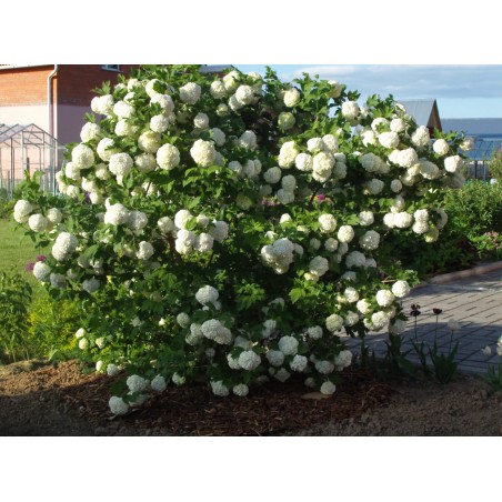 Kalina koralowa Opulus Roseum sklep