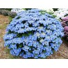 Hortensja piłkowana Bluebird cena