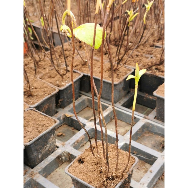 Hortensja piłkowana Bluebird sklep