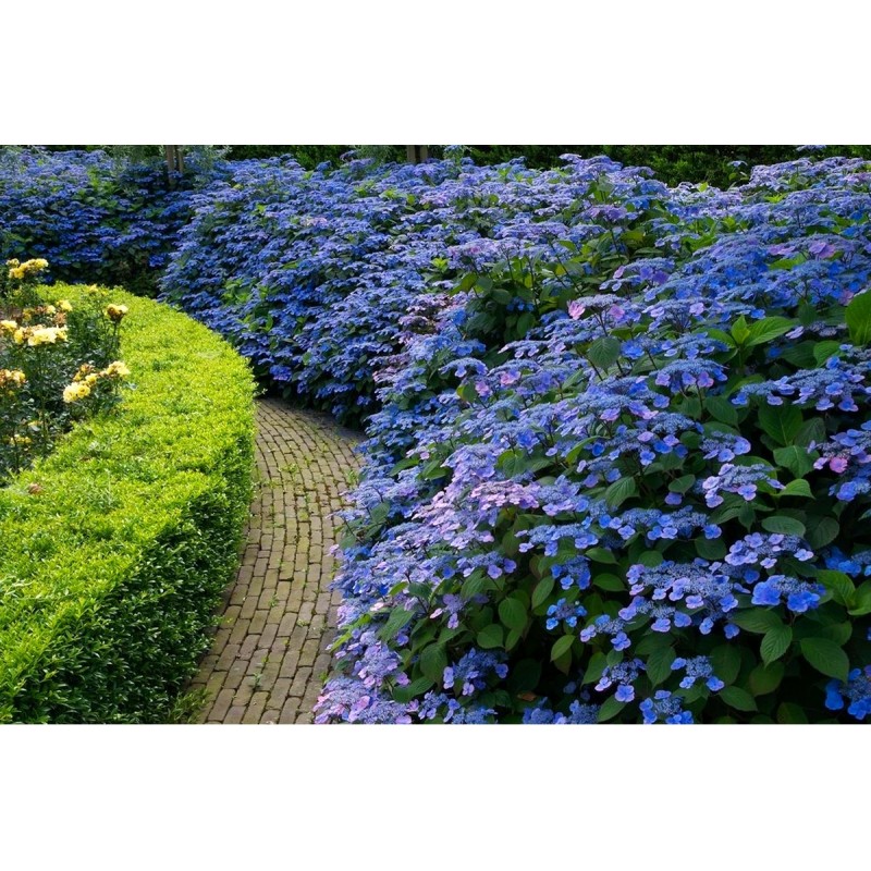 Hortensja piłkowana Bluebird sklep