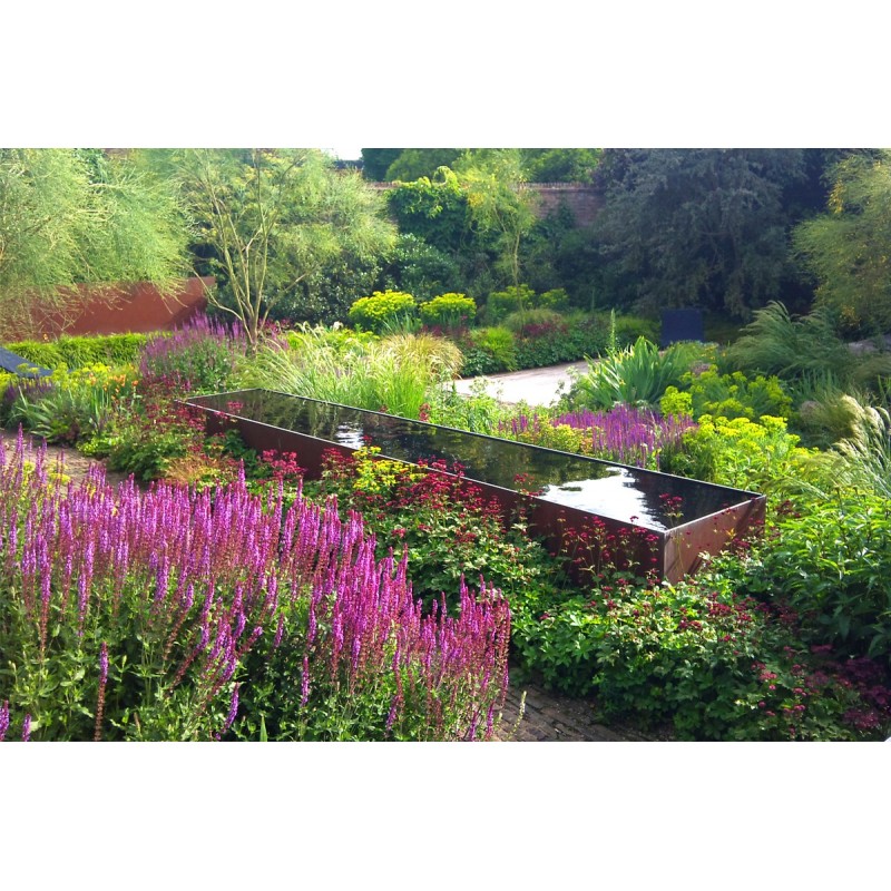 szałwia omszona cena