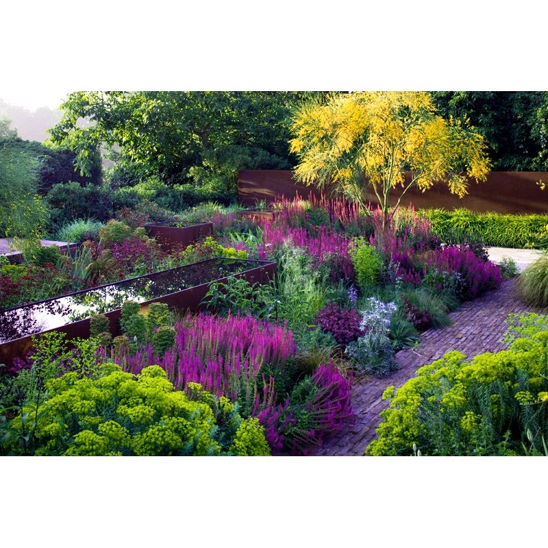 szałwia omszona merleau rose sklep