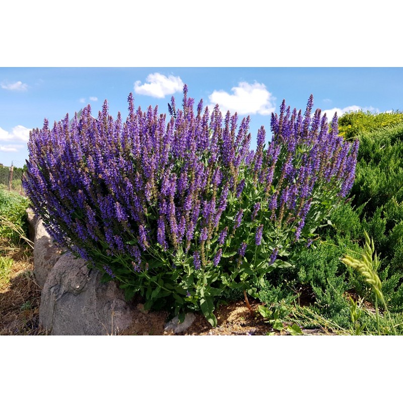 Szałwia omszona Merleau Blue sklep