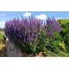 Szałwia omszona Merleau Blue sklep