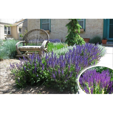 Szałwia omszona Merleau Blue cena