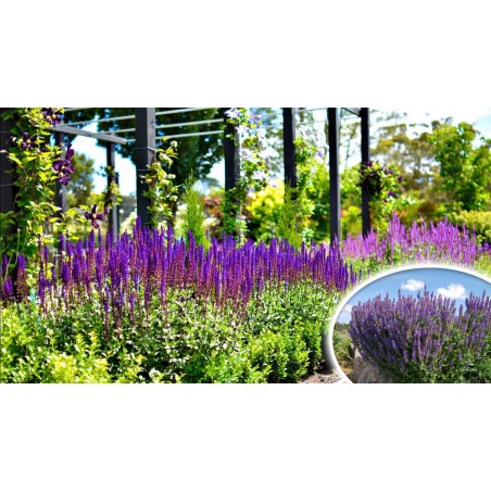 Szałwia niebieska cena