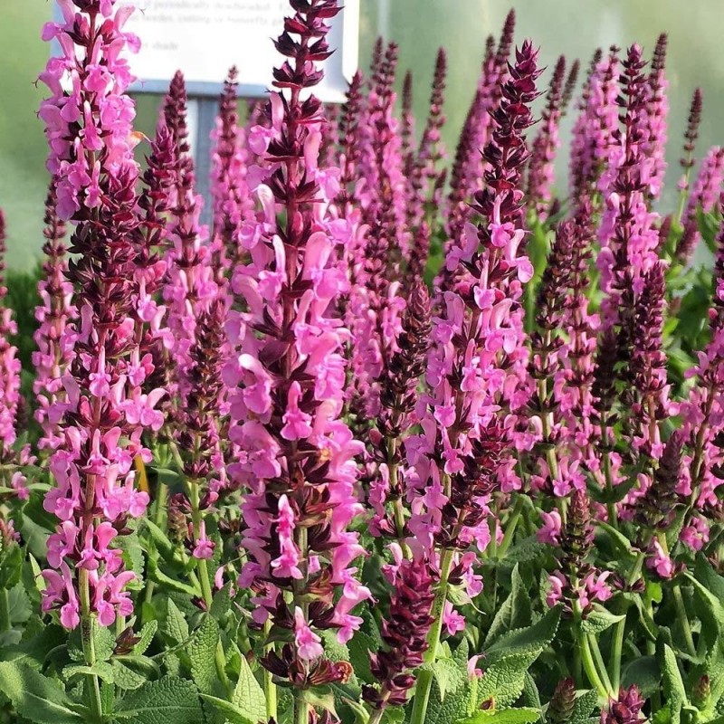 szałwia różowa merleau rose cena