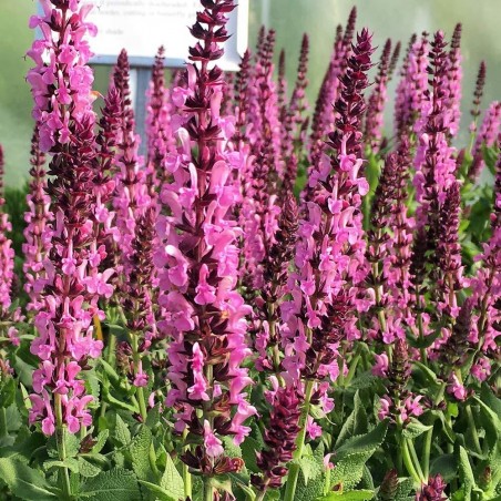 szałwia różowa merleau rose cena