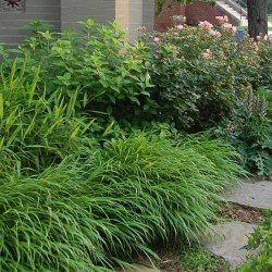 Hakonechloa Macra