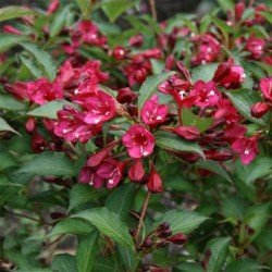 Krzewuszka cudowna "Eva Rathke"