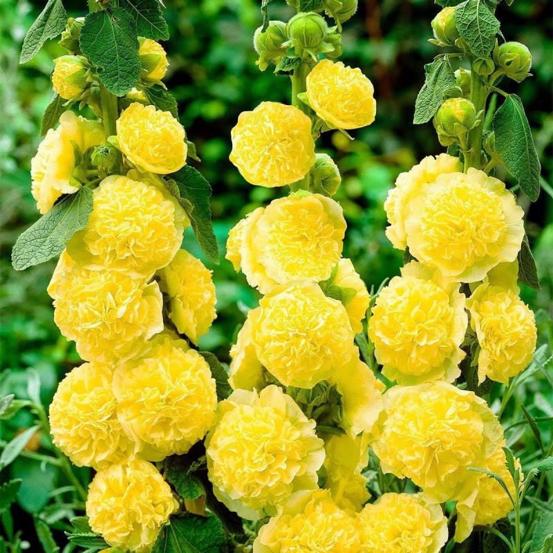 Malwa żółta sadzonka