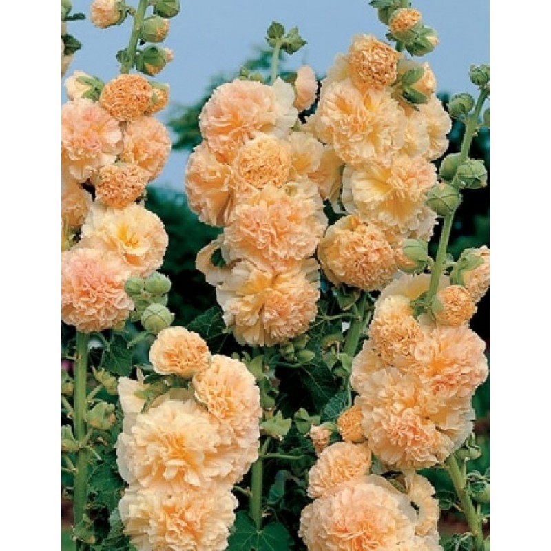 malwa pełna rosea