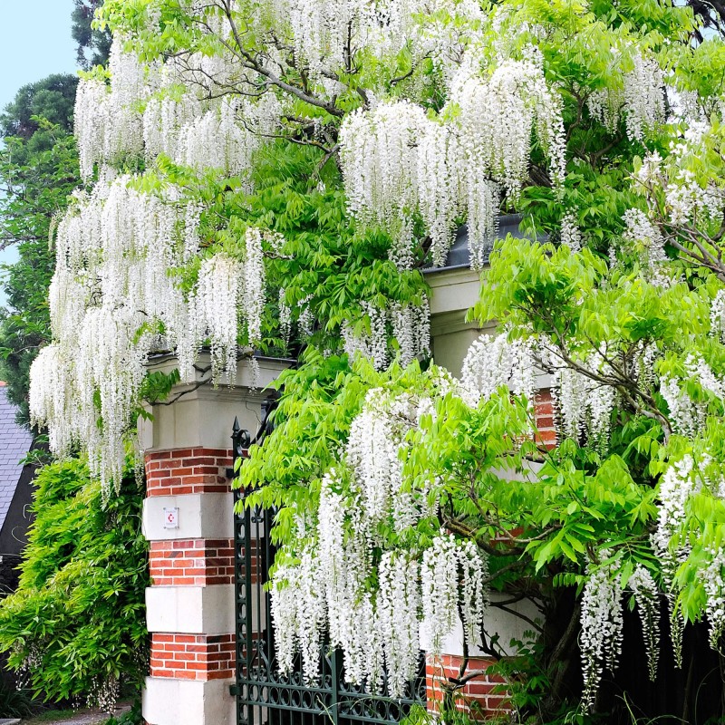 Wisteria biała