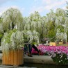 Wisteria biała glicynia